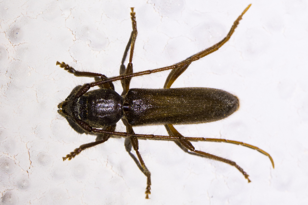 Paranoplium
