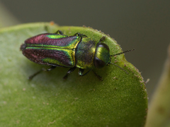 Bilyaxia concinna