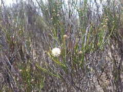 Prosopidastrum globosum