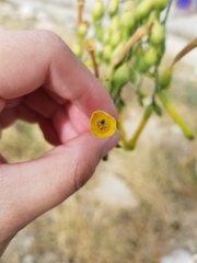 Nicotiana glauca