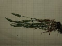 Anthoxanthum aristatum