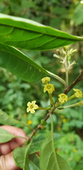 Cestrum anagyris