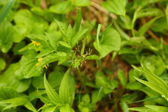 Osmorhiza purpurea