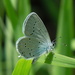 Eastern Short-tailed Blue - Photo (c) cpu, some rights reserved (CC BY-NC), uploaded by cpu