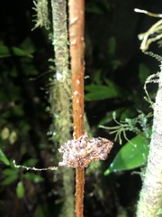 Pristimantis prolatus