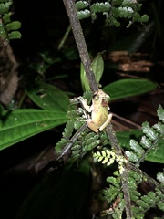 Pristimantis petersioides