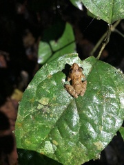 Pristimantis prolatus