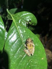 Pristimantis prolatus