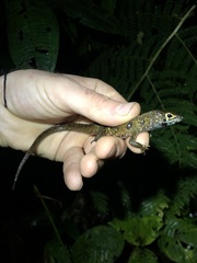 Potamites ecpleopus