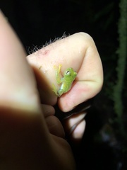 Chimerella mariaelenae