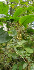 Cestrum anagyris