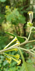 Cestrum anagyris