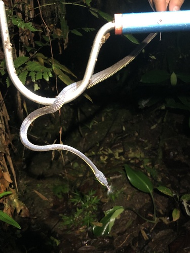 Photo of a Bogert's Shadow Snake (Synophis bogerti)