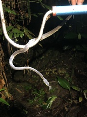 Synophis