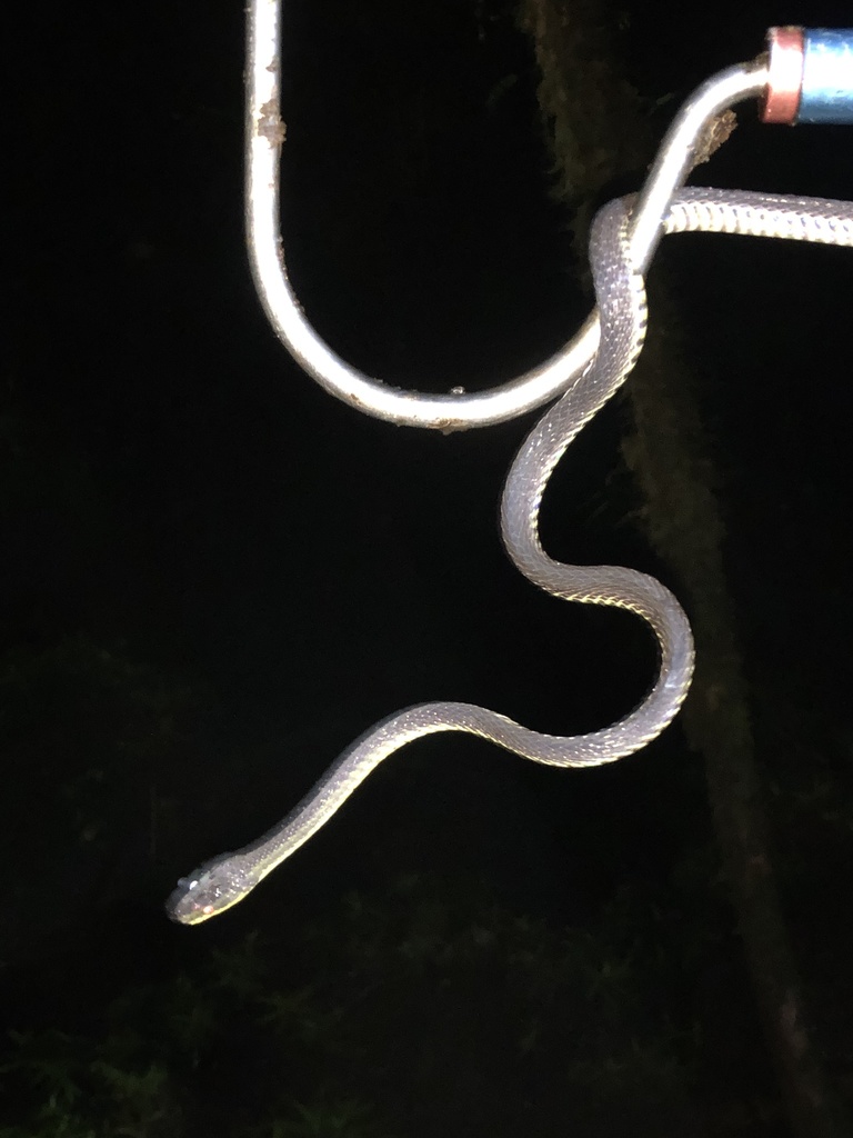 Bogert's Shadow Snake