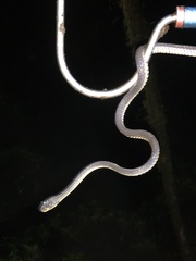 Synophis