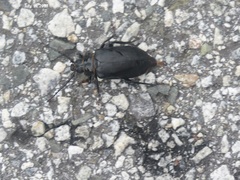 Prionus insularis