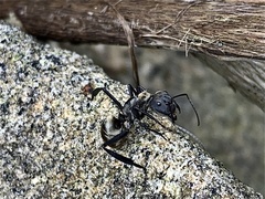 Camponotus sericeiventris