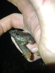 Leptodactylus wagneri