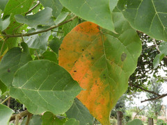 Croton macrostachyus