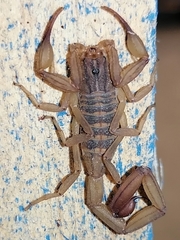 Centruroides tecomanus