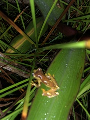 Dendropsophus sarayacuensis