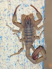 Centruroides tecomanus