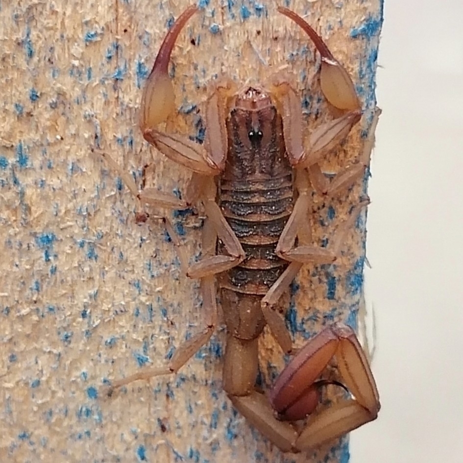 Centruroides tecomanus