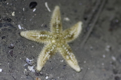 Evasterias troschelii