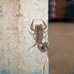 Centruroides tecomanus