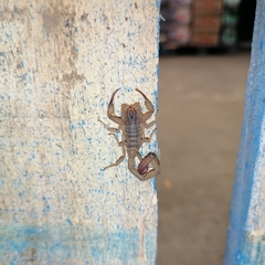 Centruroides tecomanus