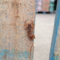 Centruroides tecomanus