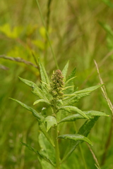 Artemisia suksdorfii
