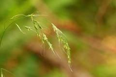 Bromus vulgaris