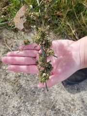 Ambrosia acanthicarpa