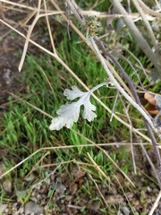 Ambrosia acanthicarpa
