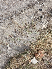 Ambrosia acanthicarpa