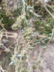 Ambrosia acanthicarpa