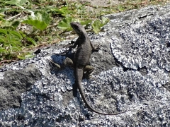 Tropidurus imbituba