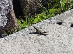 Tropidurus imbituba