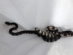 Ornate Coralsnake photo 5
