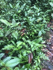 Bothrocophias microphthalmus