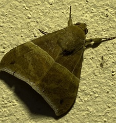 Ophisma
