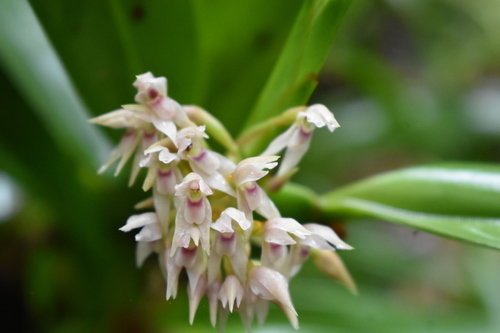 Image of Maxillaria densa by (c) J Alejandro González Castillo, some rights reserved (CC BY-SA)