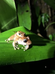 Pristimantis mallii
