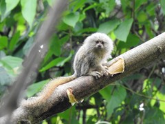 Cebuella niveiventris