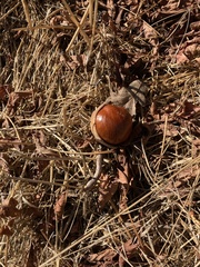 Aesculus californica