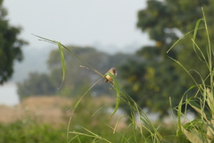 Prinia