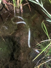Caecilia abitaguae