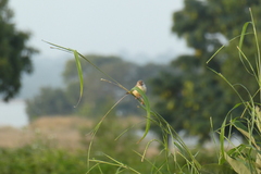 Prinia